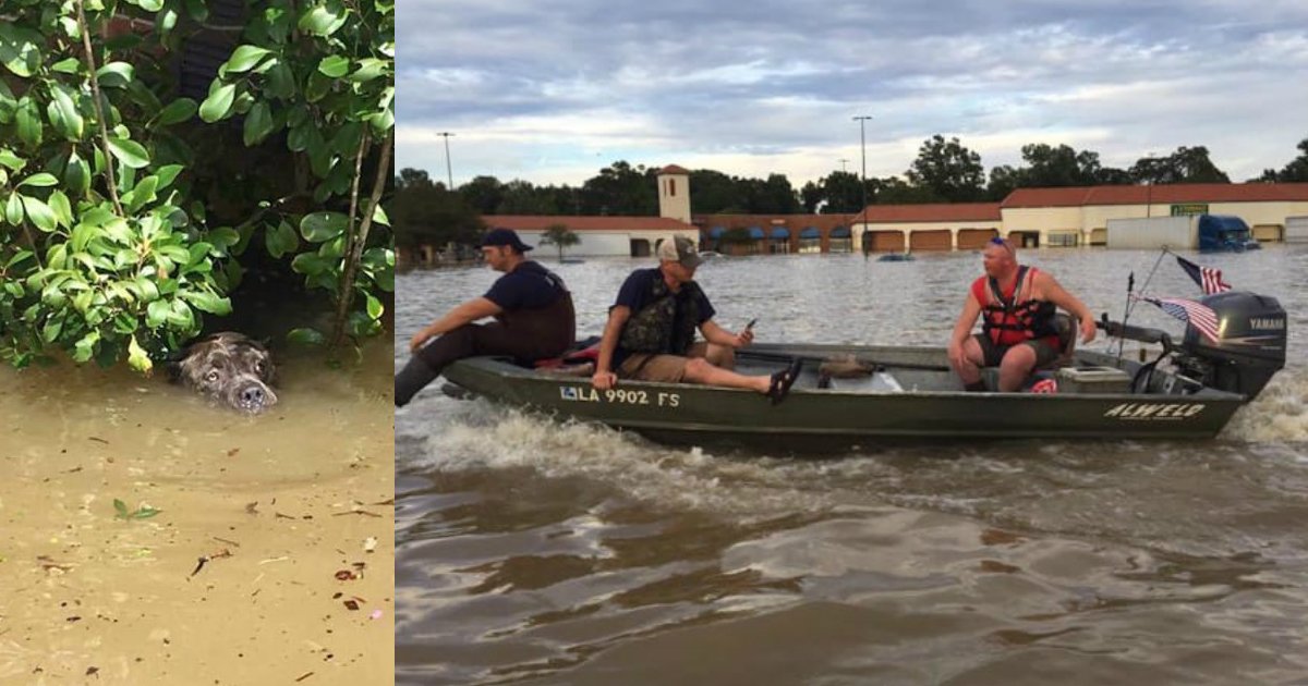 louisiana rescuers take action.jpg?resize=1200,630 - Rescuers Saved Drowning Dog After Spotting Him Catching His Final Breaths