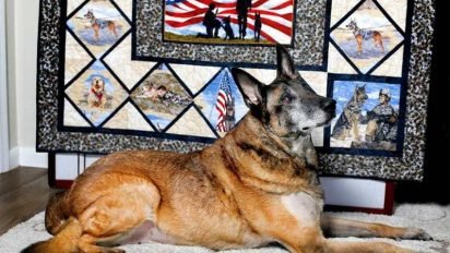 nero feature 412x232.jpg?resize=412,232 - Military Dog Receives A Hero’s Funeral When He Passes Away