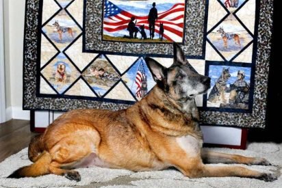 nero feature 412x275.jpg?resize=412,275 - Military Dog Named Nero Received A Hero’s Funeral When He Passed Away