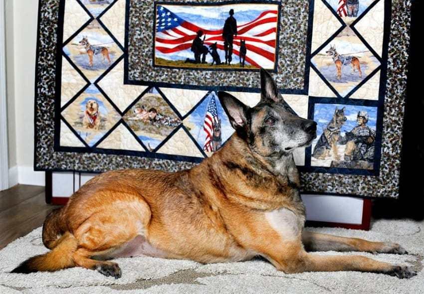 nero feature.jpg?resize=1200,630 - Military Dog Named Nero Received A Hero’s Funeral When He Passed Away