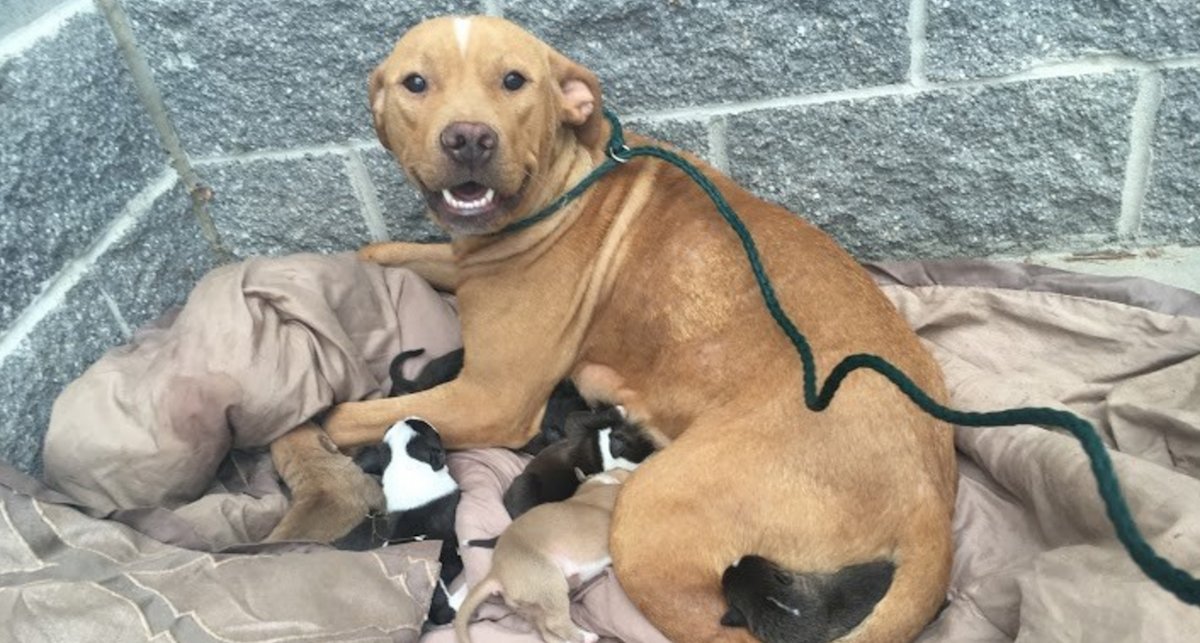 pb.jpg?resize=1200,630 - Mother Dog Went To Great Lengths To Save Her 11 Puppies