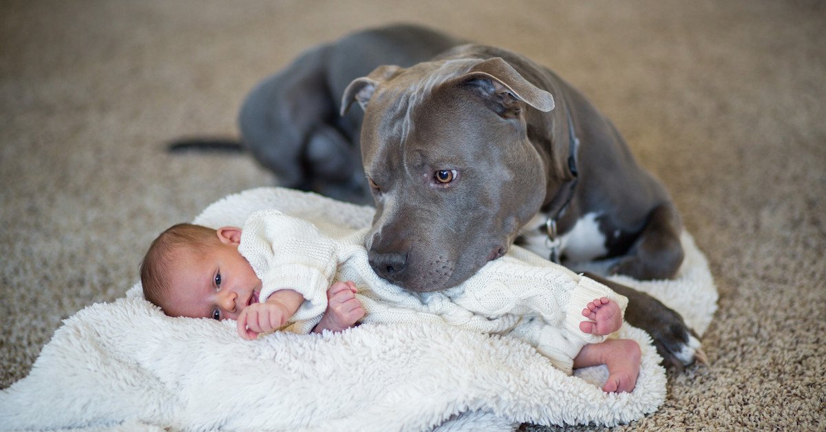 pitbull1.jpg?resize=1200,630 - A Heartwarming Story Of A Sweet Pit Bull And The Little Girl He Loved