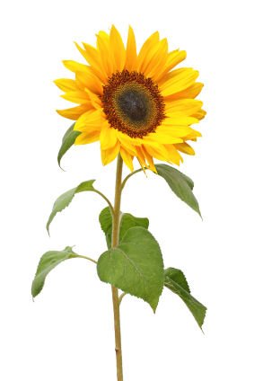 sunflower2