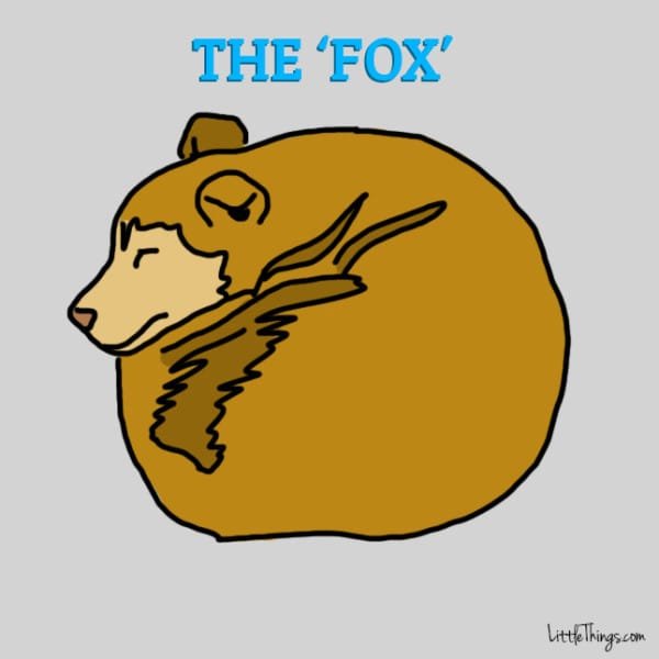 the-fox