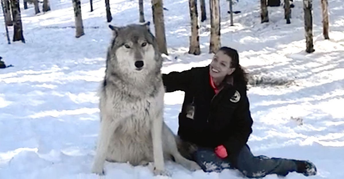 wolf2.jpg?resize=1200,630 - Brave, Lucky Woman Is Best Friends With A Pack Of Giant Wolves