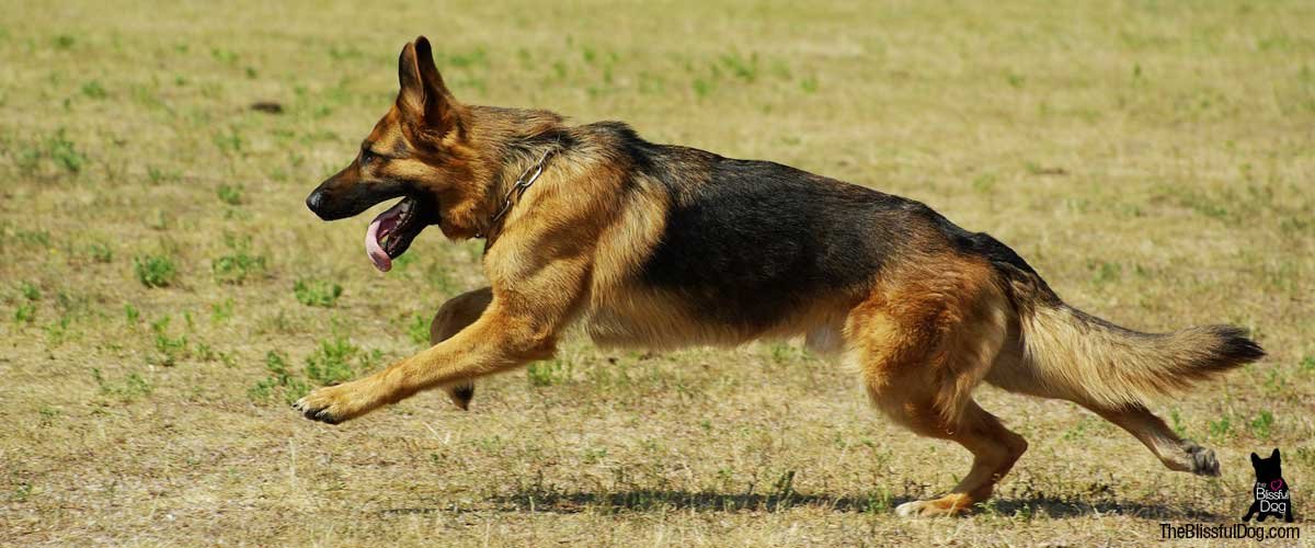 german-shepherd