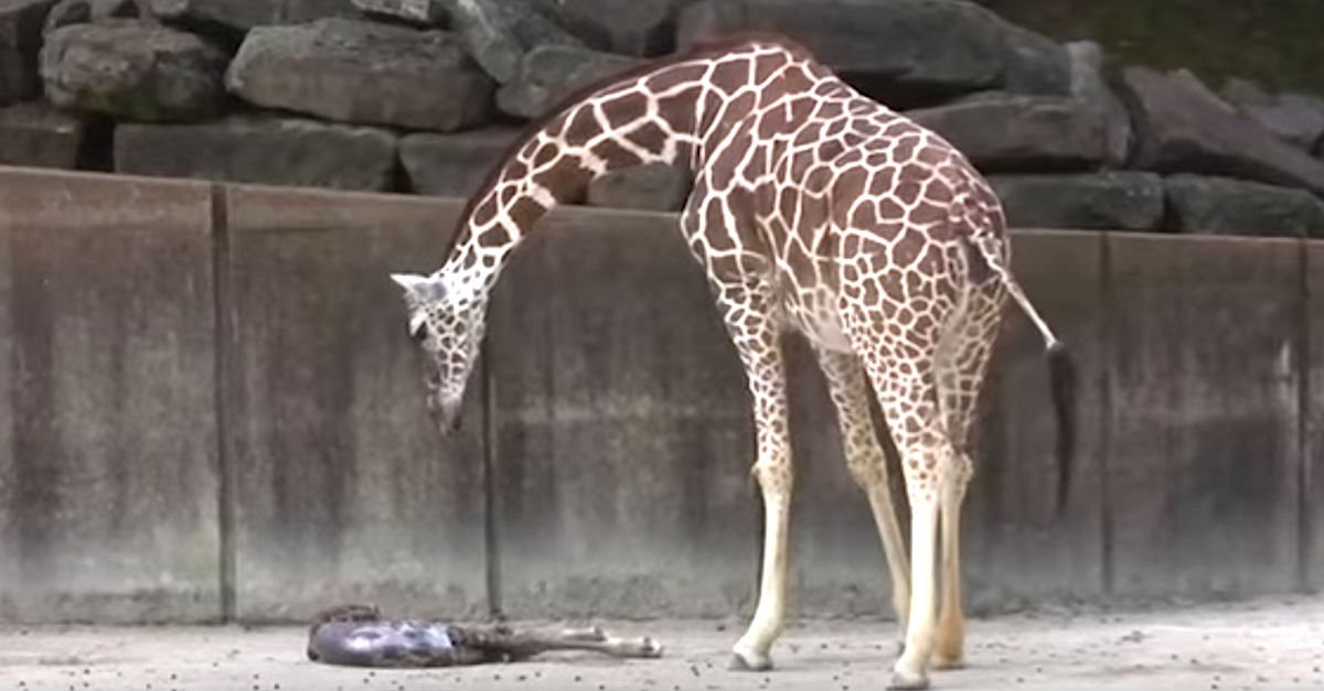 Screen Shot 2016 08 06 at 12.jpg?resize=412,275 - Mother Giraffe Waited For Newborn Baby To Stand On Four Legs After Giving Birth To It