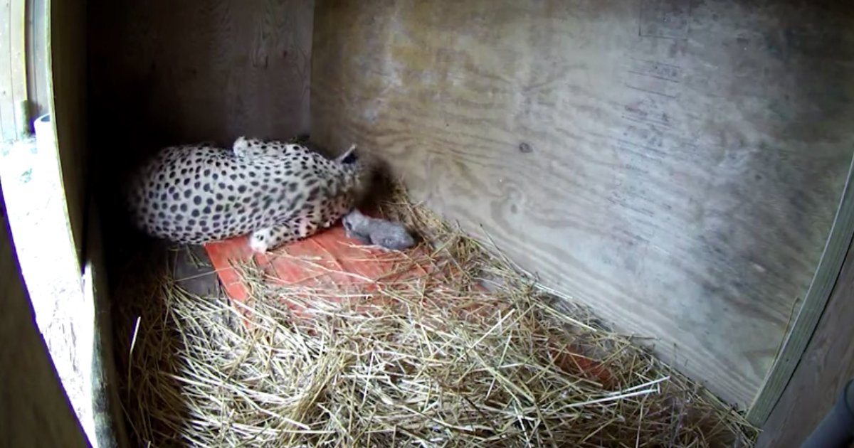 baby cheetahs birth.jpg?resize=412,275 - Five Baby Cheetahs Were Born At The Metro Richmond Zoo