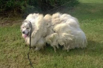 barn dog haircut 412x275.png?resize=412,275 - Neglected Dog Trapped In Barn Was Rescued And Had 35 Pounds Of Matted Fur Shaved Off