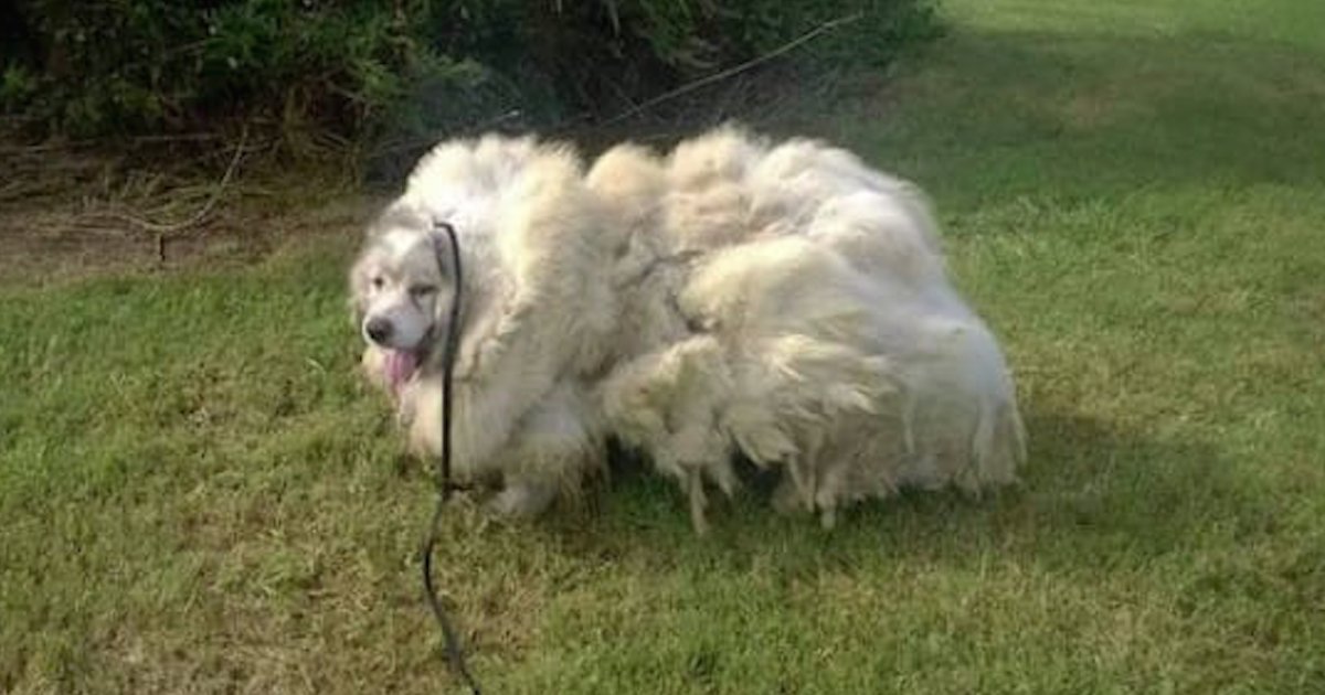 barn dog haircut.png?resize=1200,630 - Neglected Dog Trapped In Barn Was Rescued And Had 35 Pounds Of Matted Fur Shaved Off