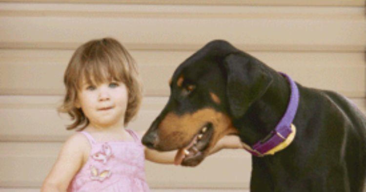 bby 1.jpg?resize=1200,630 - Protective Dog Grabbed Toddler And Threw Her Away From Venomous Snake To Save Her Life