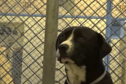 benny shelter dog rescue 412x275.jpg?resize=412,275 - Dog Overjoyed As He Finally Got Adopted After Spending Months In Shelter