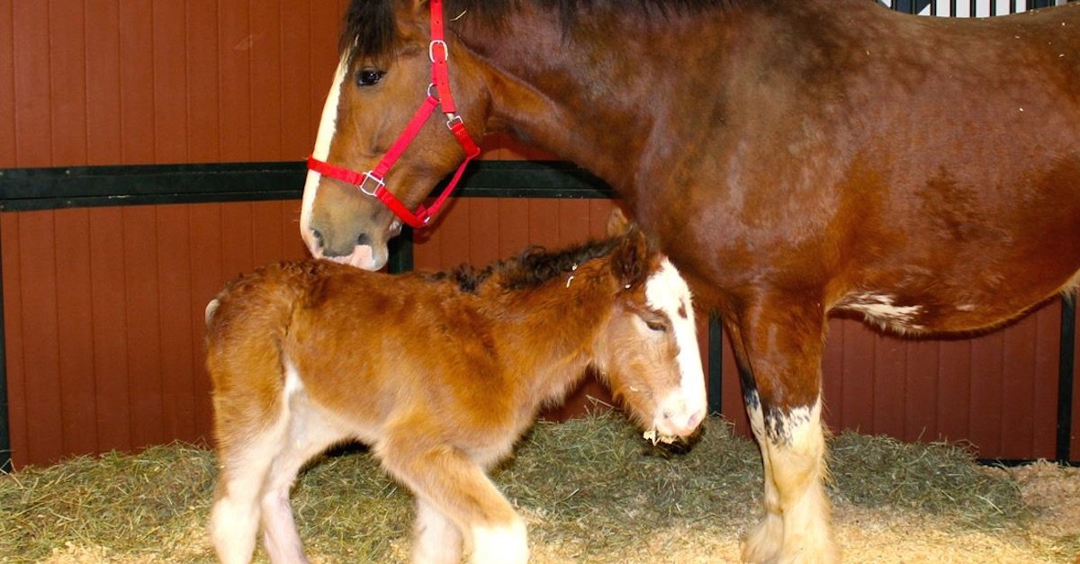 bud horse thumb 1.jpg?resize=412,232 - Baby Foal Was Born Into The Budweiser Clydesdales Family!