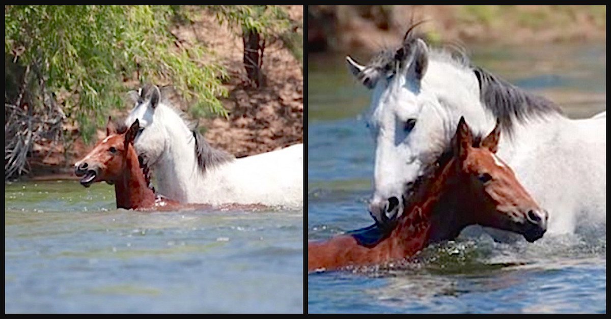 champ.jpg?resize=1200,630 - Baby Horse Was Drowning, A Wild Stallion Came And Reached To Save Her