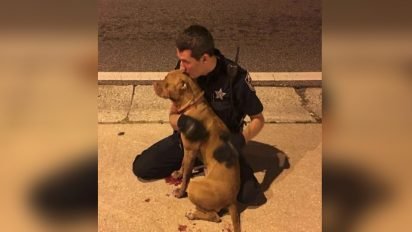 cop comforts pit bulls 412x232.jpg?resize=412,232 - Police Officers Rescued Two Frightened Dogs They Found In The Middle Of The Road