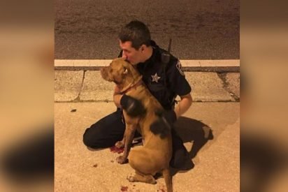 cop comforts pit bulls 412x275.jpg?resize=412,275 - Police Officers Rescued Two Frightened Dogs They Found In The Middle Of The Road