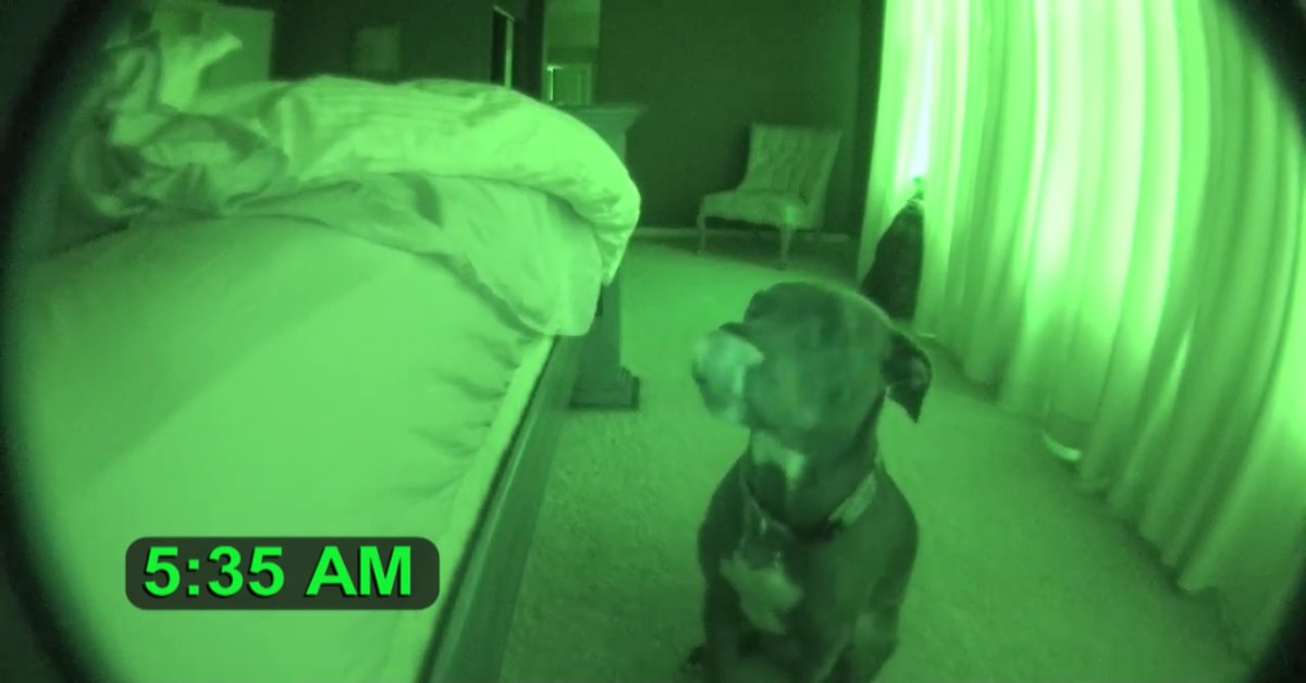 download 4.png?resize=412,275 - Owner Set Up A Hidden Camera To Find Out Why His Dog Is Always Trying To Wake Him Up At Night