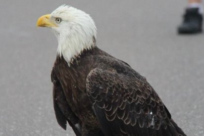 eagle road block 412x275.png?resize=412,275 - Bald Eagle Got Stuck In Traffic As She Was Badly Hurt And Couldn't Move By Herself