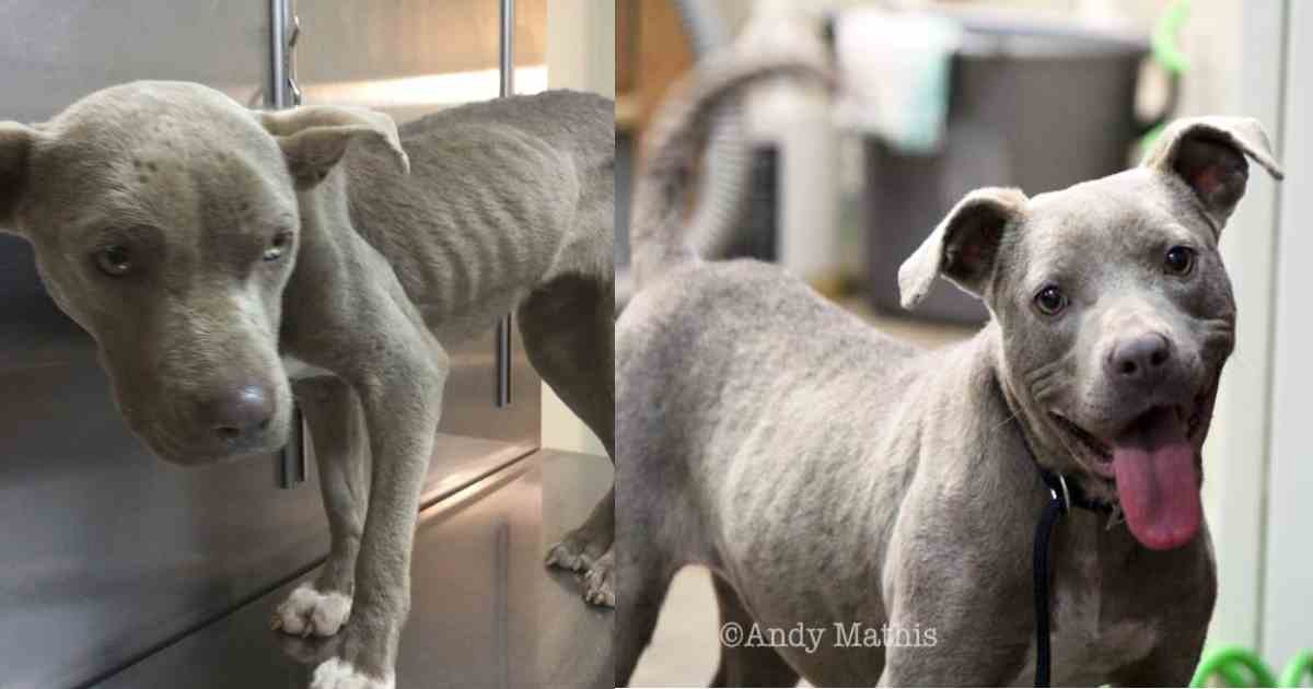 graycie eats breakfast.jpg?resize=1200,630 - Through This Veterinarian's Dedication This Dog Makes An INCREDIBLE Recovery