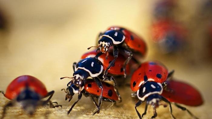ladybugs live b1b1fafb15fc120c.jpg?resize=412,275 - He opened his dog's mouth and what he saw inside...? SHOCKING!