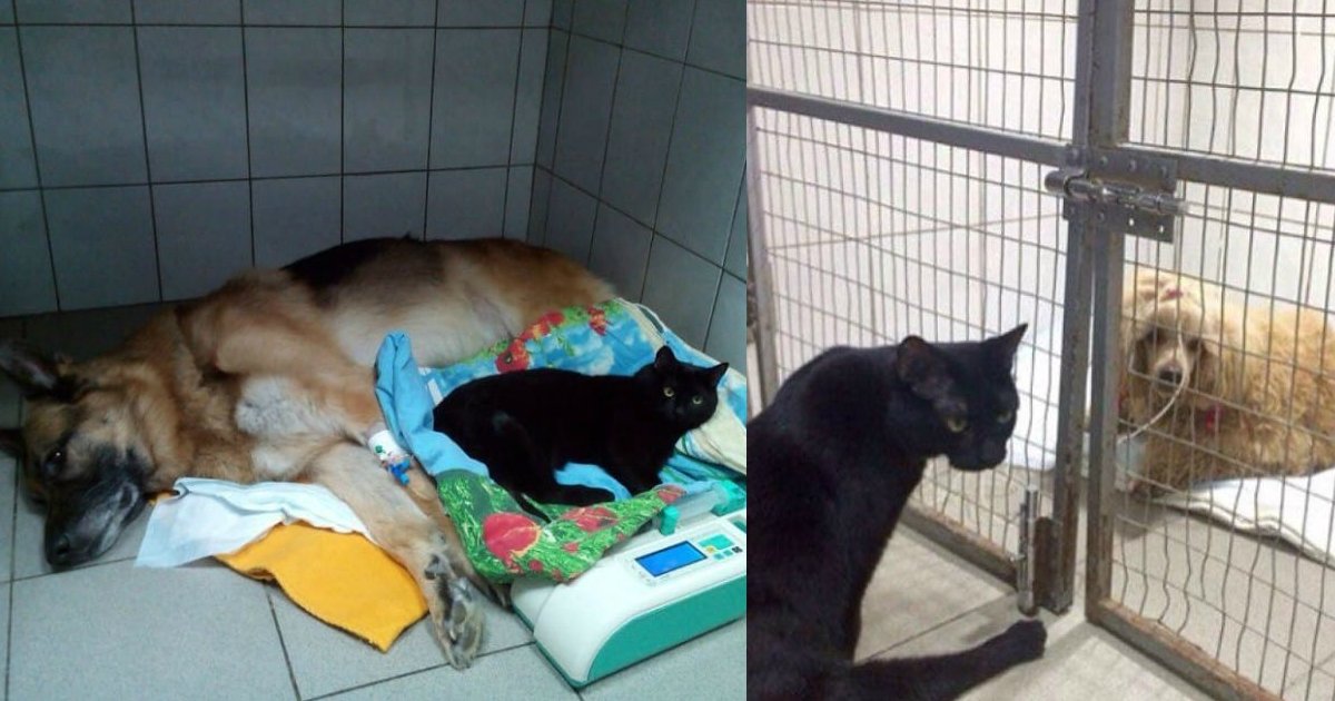 lucifer the paralyzed cat nurse.jpg?resize=1200,630 - Despite Having Paralyzed Back Legs, This Cat Comforts Sick Animals At An Animal Hospital