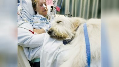 pet visit to hospital 412x232.jpg?resize=412,232 - Giving The Will To Live: Innovative Pet Visitation Program At Hospital Saves Lives