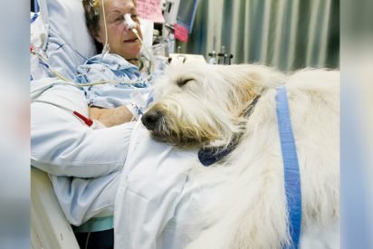 pet visit to hospital 412x275.jpg?resize=412,275 - Giving The Will To Live: Innovative Pet Visitation Program At Hospital Saves Lives