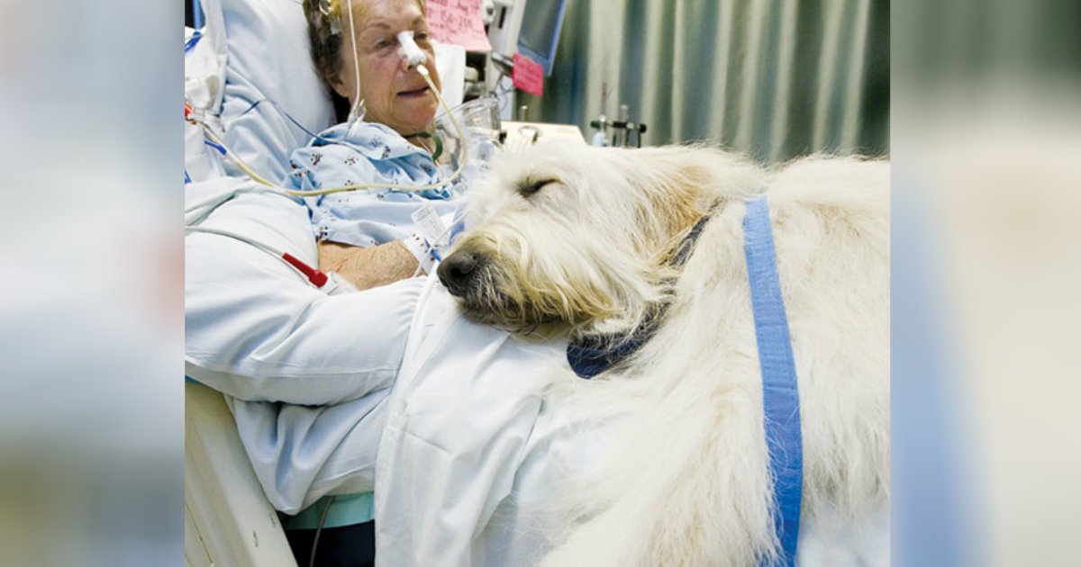 pet visit to hospital.jpg?resize=1200,630 - Giving You The Will To Live: Innovative Pet Visitation Program at Hospital Saves Lives