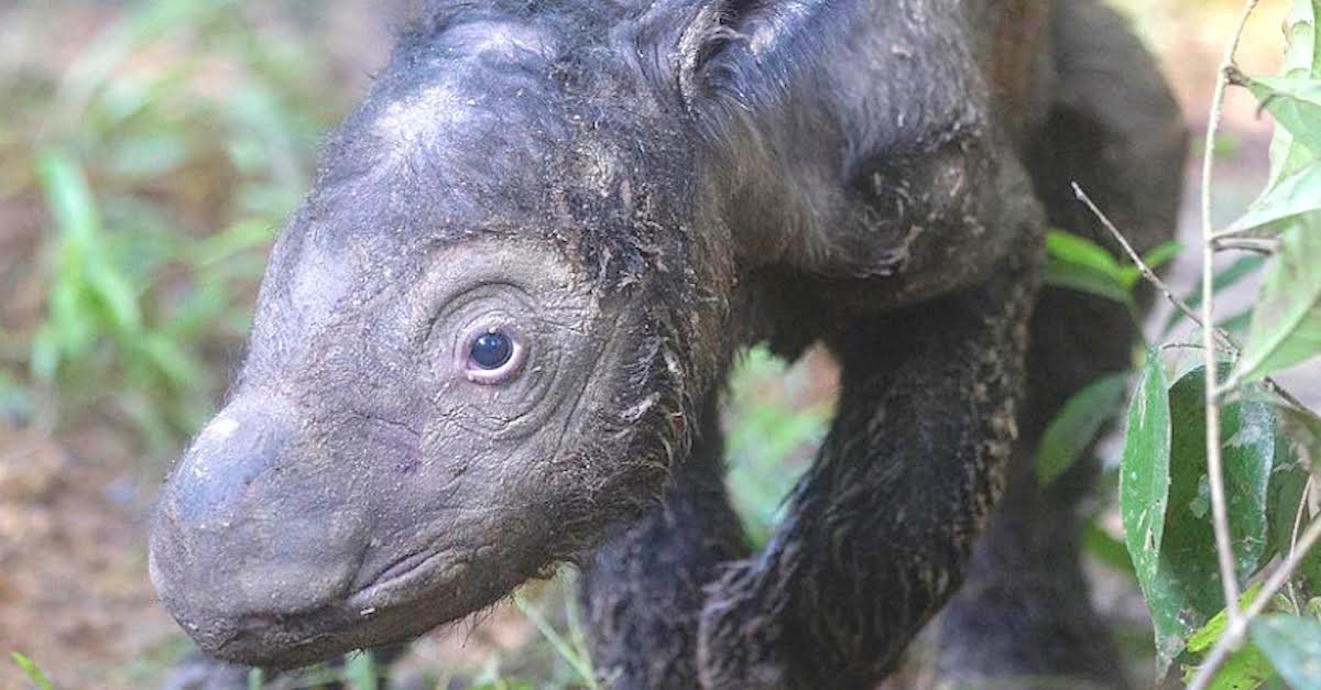 rhinomain.jpeg?resize=1200,630 - Sumatran Rhino Gave Birth To Two Baby Rhinos And Broke The 128-Year Record