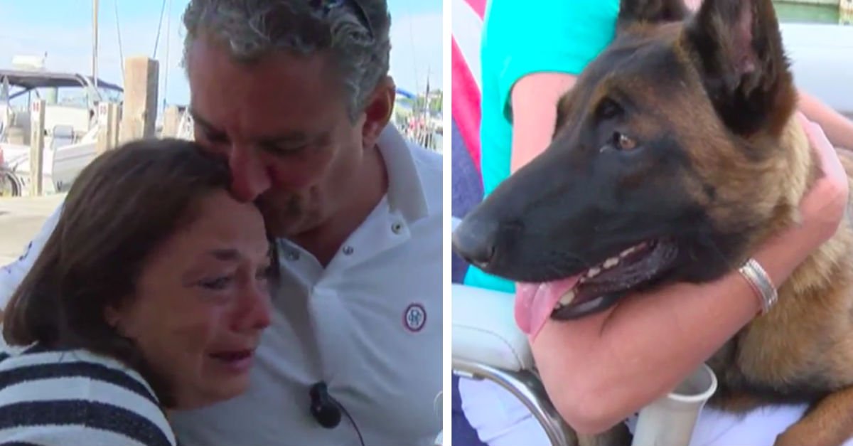 rylee1.jpg?resize=1200,630 - Dog Swims 6 Miles After Falling Overboard, Walks Another 12 To Reunite With Her Family