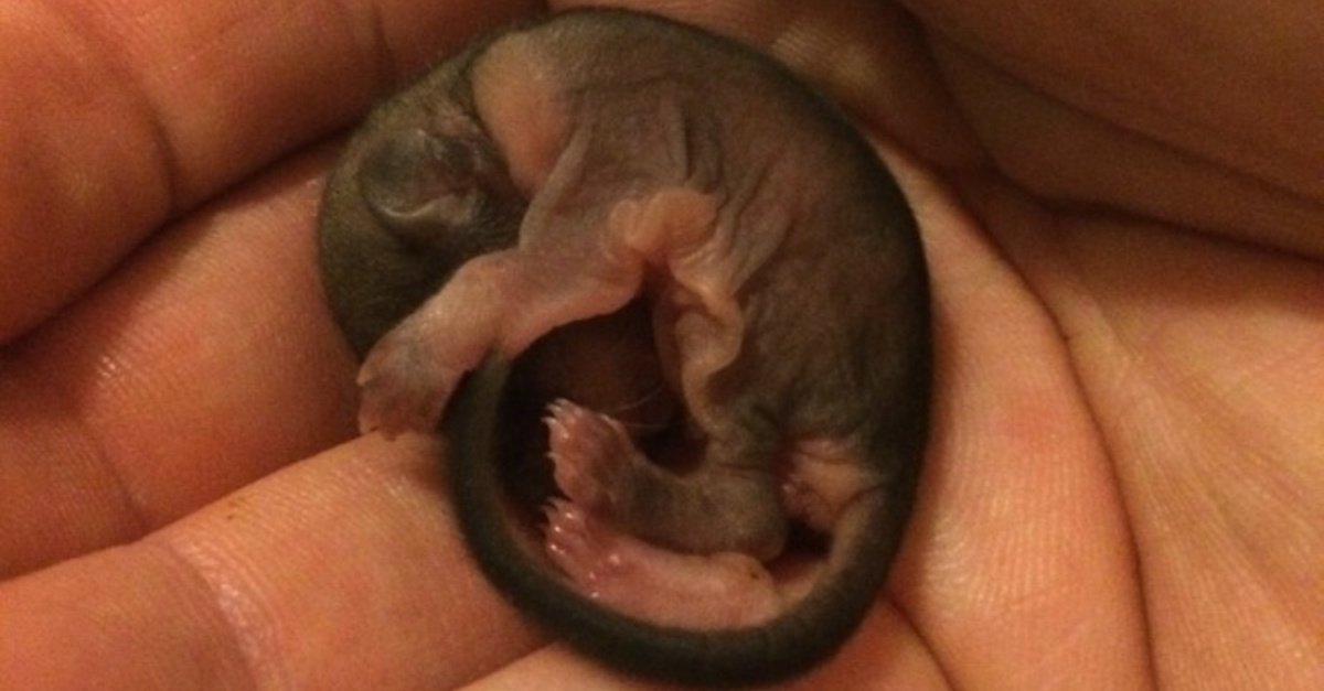 squrl 15.jpg?resize=412,275 - Man Adopted Baby Squirrel After Finding It Abandoned On A Sidewalk