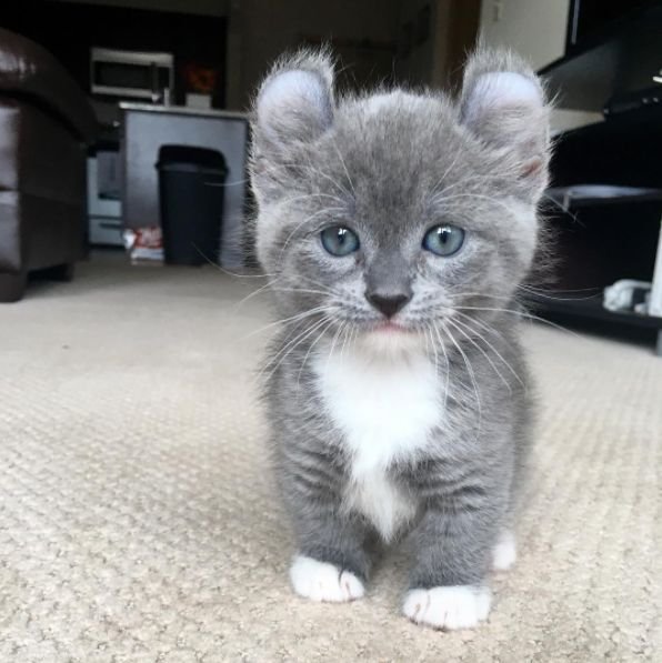 Le Munchkin Le Seul Chat Qui Reste Mignon Toute Sa Vie Vonjour