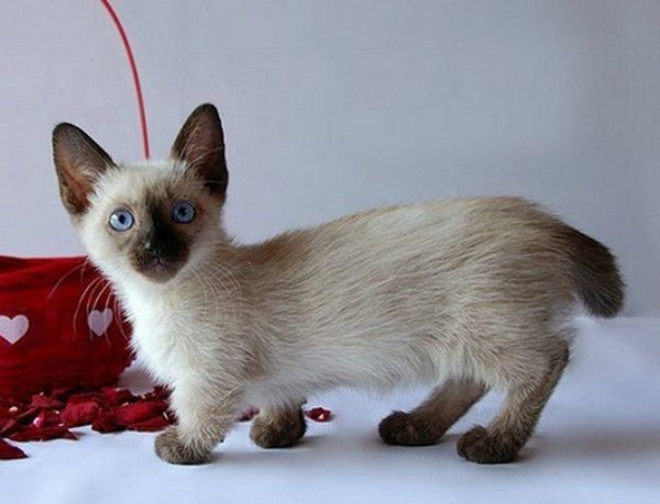 Le Munchkin Le Seul Chat Qui Reste Mignon Toute Sa Vie Vonjour Le Munchkin Le Seul Chat Qui Reste Mignon Toute Sa Vie Vonjour