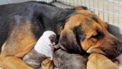 dogmom 412x232.jpg?resize=412,232 - Adopted Momma Dog Nursed 5 Tiny Rescue Pit Bulls