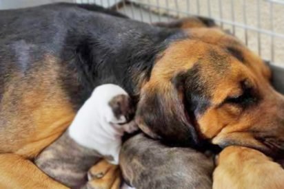 dogmom 412x275.jpg?resize=412,275 - Adopted Momma Dog Nursed 5 Tiny Rescue Pit Bulls