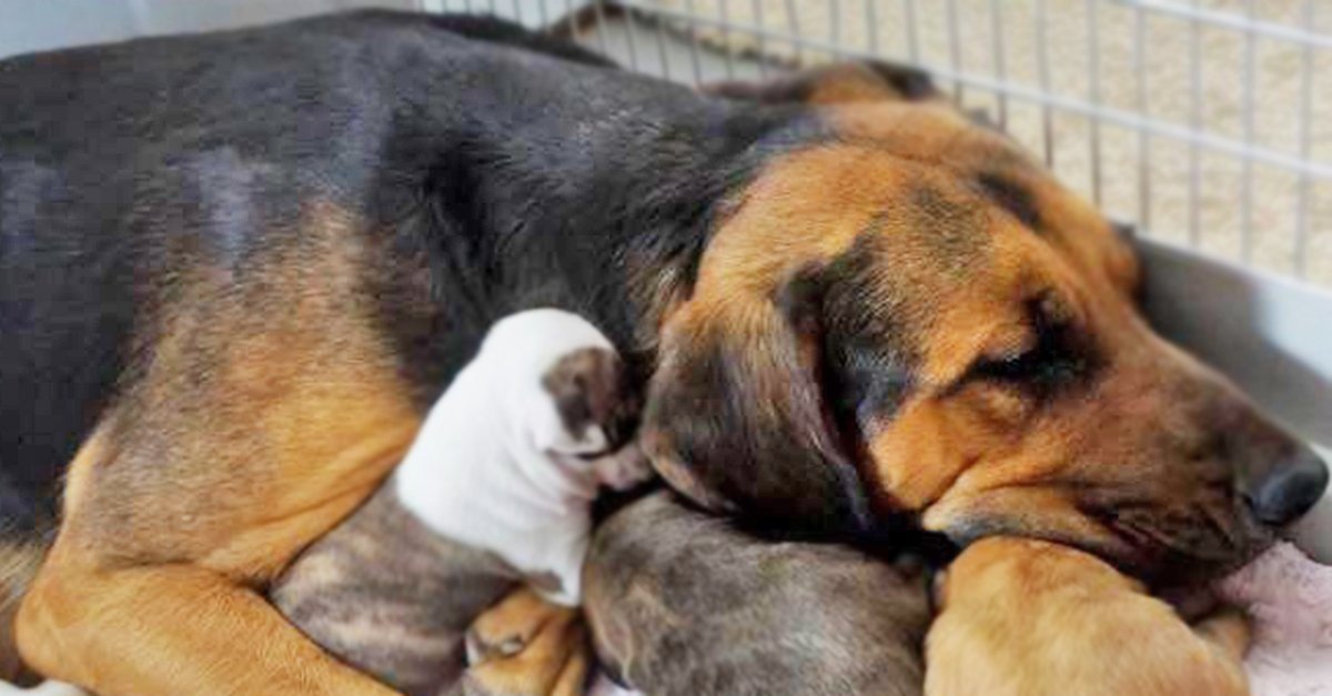 dogmom.jpg?resize=1200,630 - Adopted Momma Dog Nursed 5 Tiny Rescue Pit Bulls