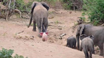elephant 412x232.jpeg?resize=412,232 - Photographer Captured Rare Albino Elephant On Camera In Safari