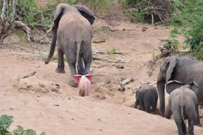elephant 412x275.jpeg?resize=412,275 - Photographer Captured Rare Albino Elephant On Camera In Safari