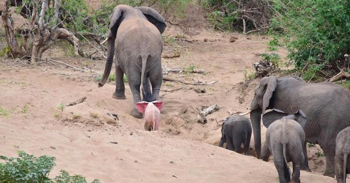 elephant.jpeg?resize=1200,630 - Photographer Captured Rare Albino Elephant On Camera In Safari
