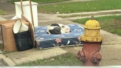 final boo pit bull min 412x232.jpg?resize=412,232 - Dog Patiently Waited For Family To Return After They Heartlessly Left Him On A Mattress