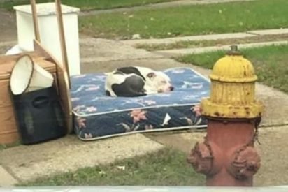 final boo pit bull min 412x275.jpg?resize=412,275 - Dog Patiently Waited For Family To Return After They Heartlessly Left Him On A Mattress