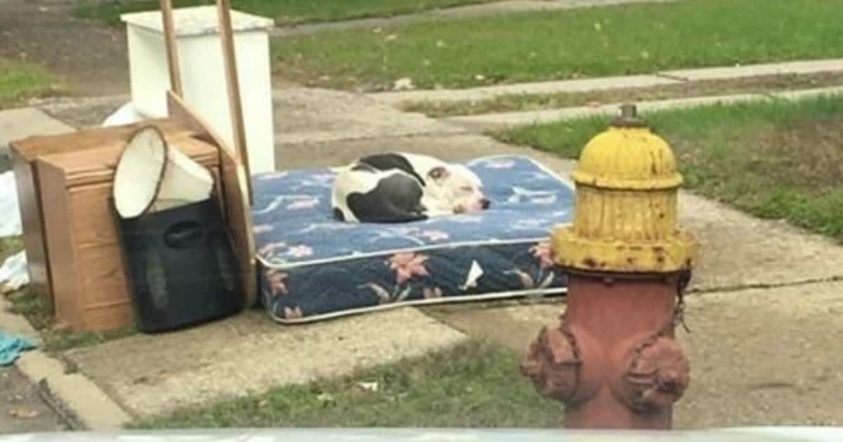 final boo pit bull min.jpg?resize=1200,630 - Family Heartlessly Abandons Pit Bull, Then A Neighbor Does Something Incredible...