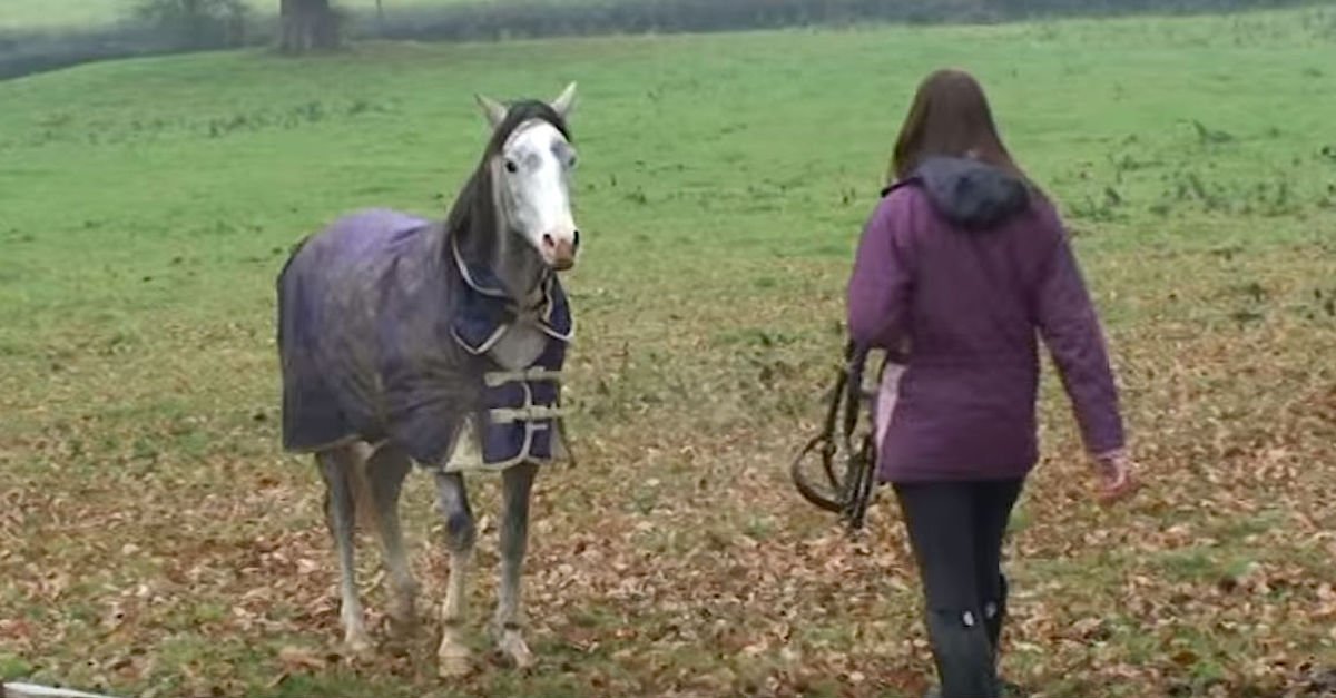 horse.jpg?resize=1200,630 - Loving Horse Reunited With Owner After Being Separated For Three Long Weeks