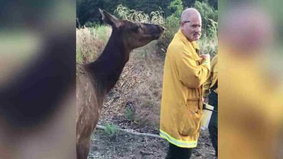 orphaned elk befriends firefighters 412x232.jpg?resize=412,232 - Lonely Elk Befriended Firefighters After They Put Out A Forest Fire