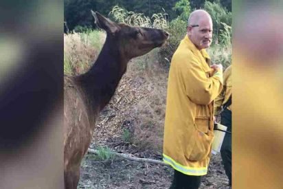orphaned elk befriends firefighters 412x275.jpg?resize=412,275 - Lonely Elk Befriended Firefighters After They Put Out A Forest Fire
