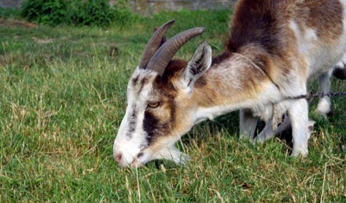 Old kneel goat
