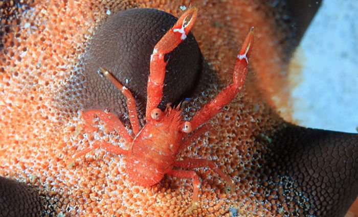 Hairy Squat Lobster on a Starfish