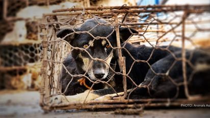documentsfeaturesimages56960fbdlyulindogjpg   1200 630 0 0  90 412x232.jpg?resize=412,232 - Chine: Le festival de la barbarie continue de massacrer des chiens et des chats