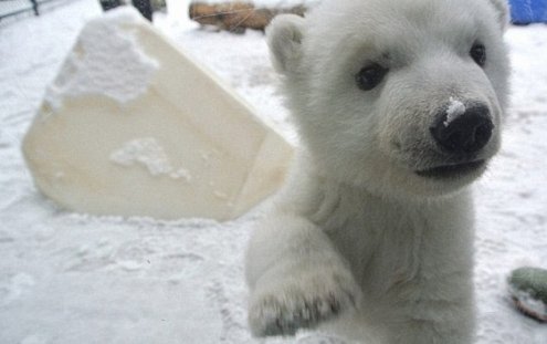 動物園で生まれて初の’初雪’ベビーシロクマ e18489e185b3e1848fe185b3e18485e185b5e186abe18489e185a3e186ba 2017 03 06 3 34 59 pm.png?resize=1200,630 - 動物園で生まれて初の’初雪’ベビーシロクマ