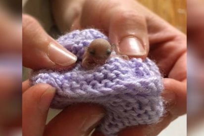 feathertail glider rescued 412x275.jpg?resize=412,275 - Tiny Baby Feathertail Glider Falls On The Ground And Is Fortunately Rescued